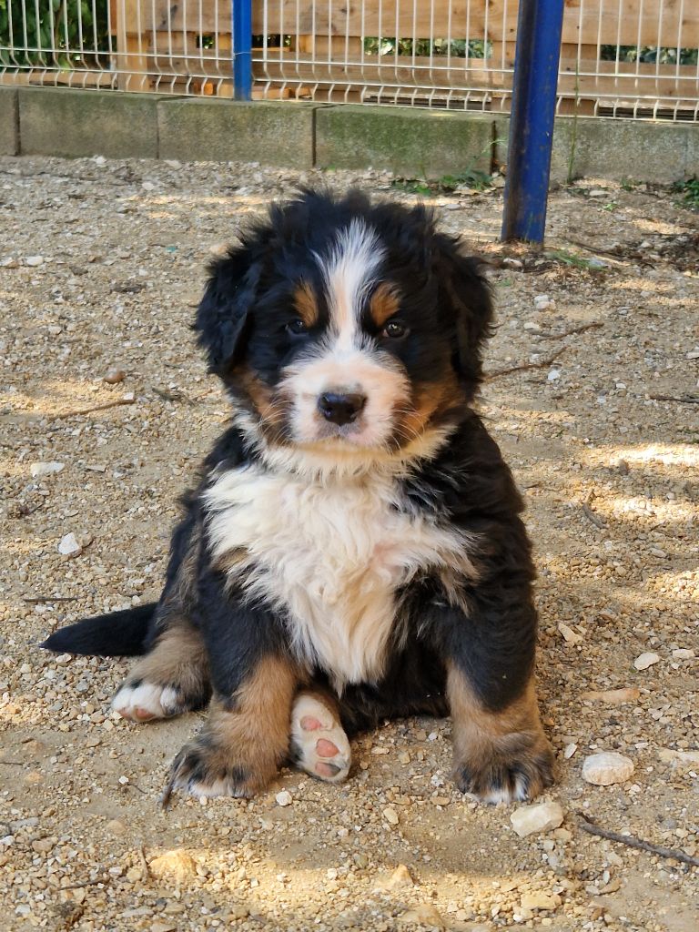 De La Coustille Ouest - Chiot disponible  - Bouvier Bernois