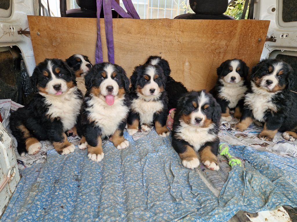 chiot Bouvier Bernois De La Coustille Ouest