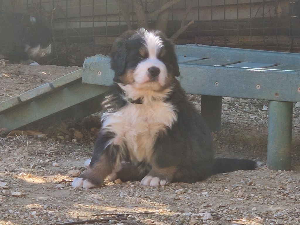 De La Coustille Ouest - Chiot disponible  - Bouvier Bernois