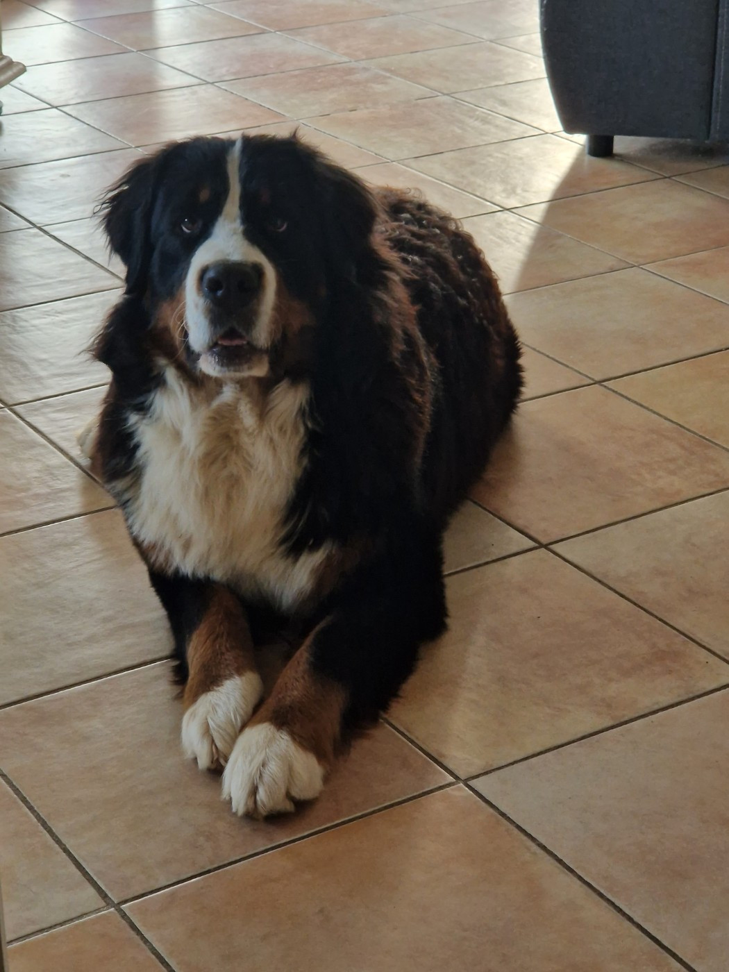 ARIZONA KENSETT De la Ferme de la Pessoutie