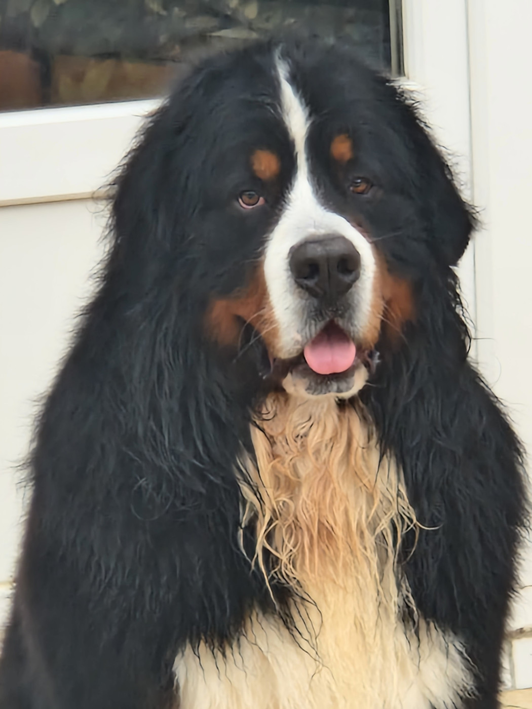 TIGER de la Coustille Ouest 3ans!!