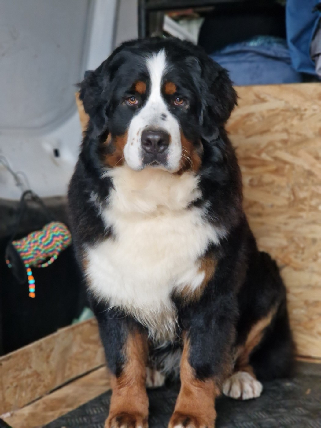 03/03/26: confirmation de gestation