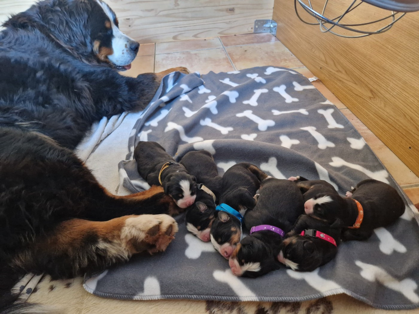 Vaguera est maman: ils ont montré leur frimousse le 1er avril,non non ce n est pas un poisson!!!