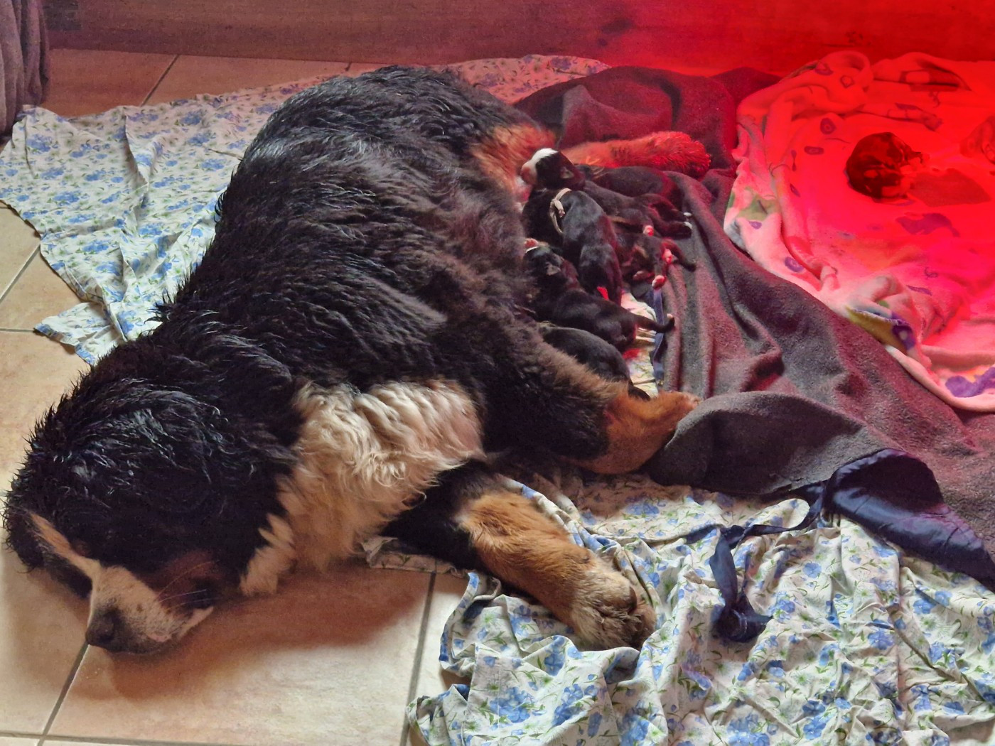 naissance le 11 avril