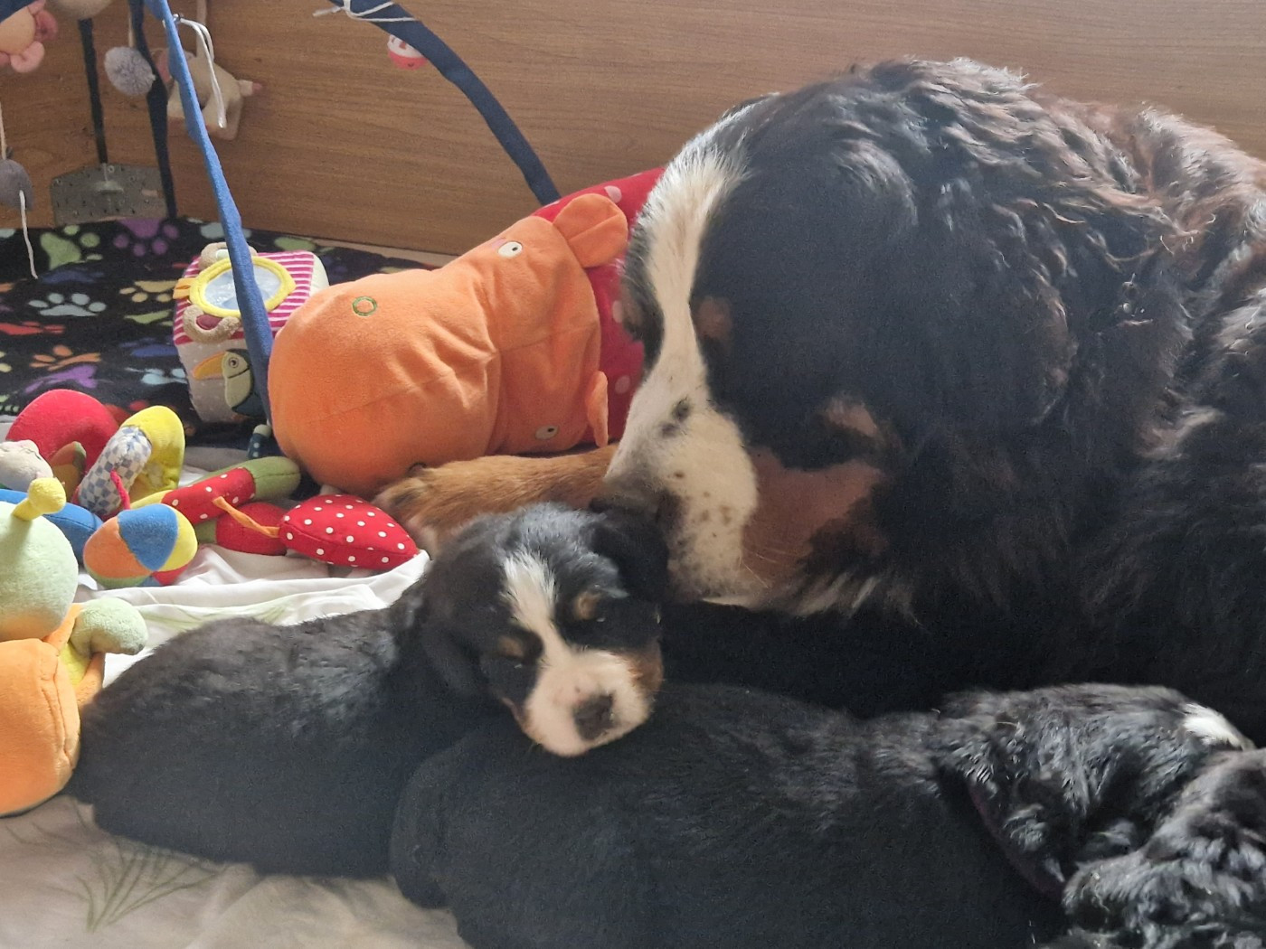 26/04: Chiots disponibles pour adoption debut et mi juin