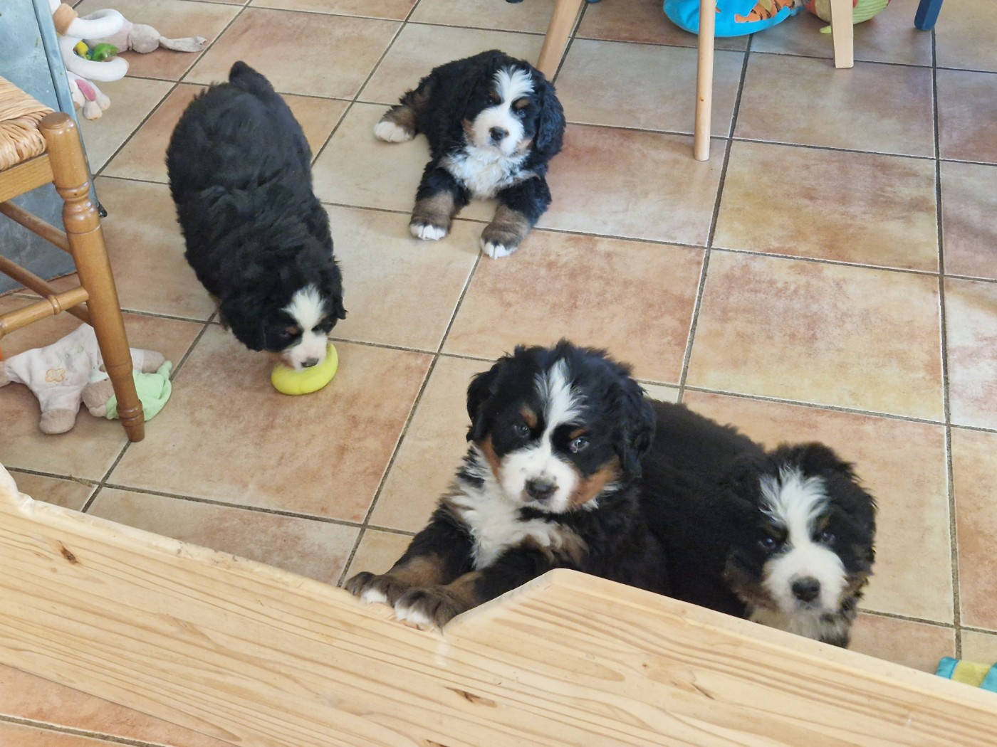 26/04: Chiots disponibles pour adoption debut et mi juin