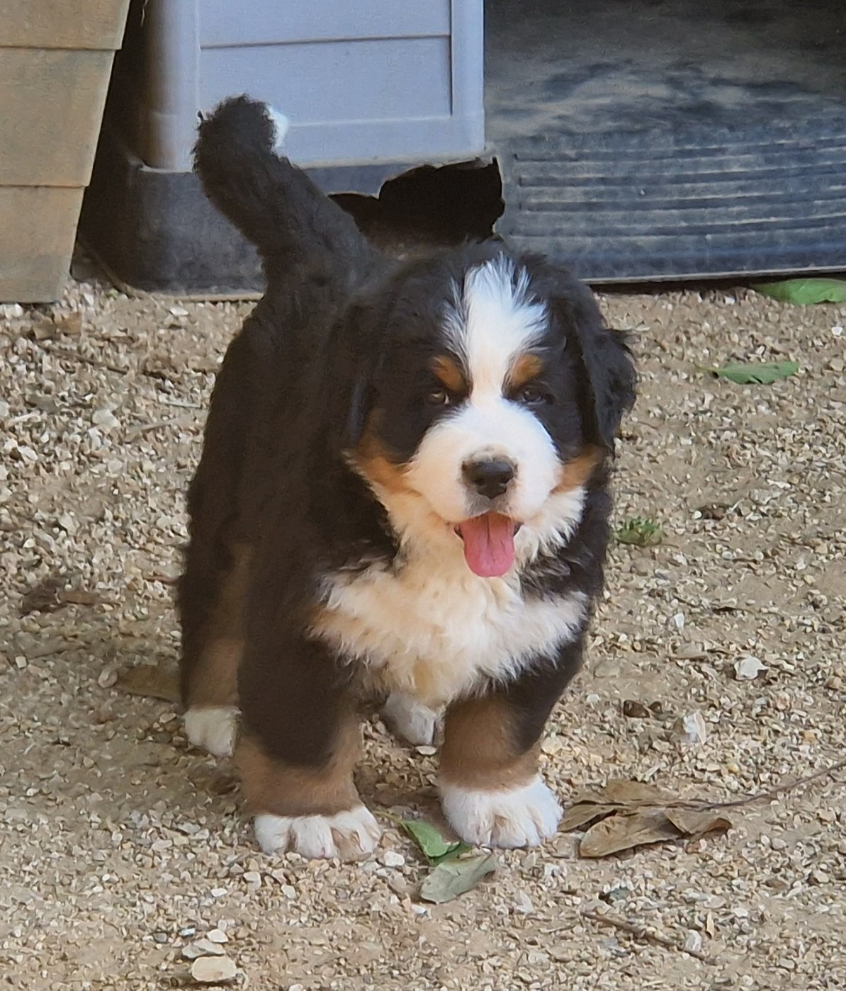 25/05: Chiots disponibles pour adoption debut et mi juin