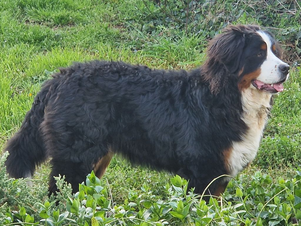 10/12/25 Confirmation de Vaguera de la Coustille Ouest