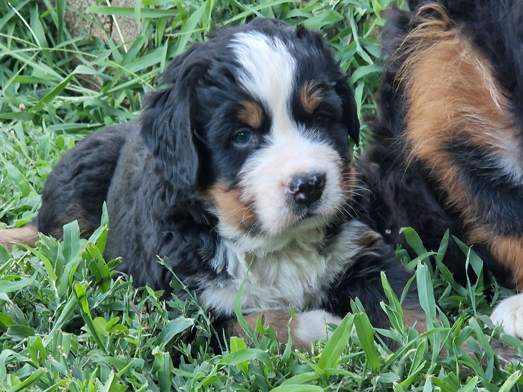 De La Coustille Ouest - Chiots disponibles - Bouvier Bernois