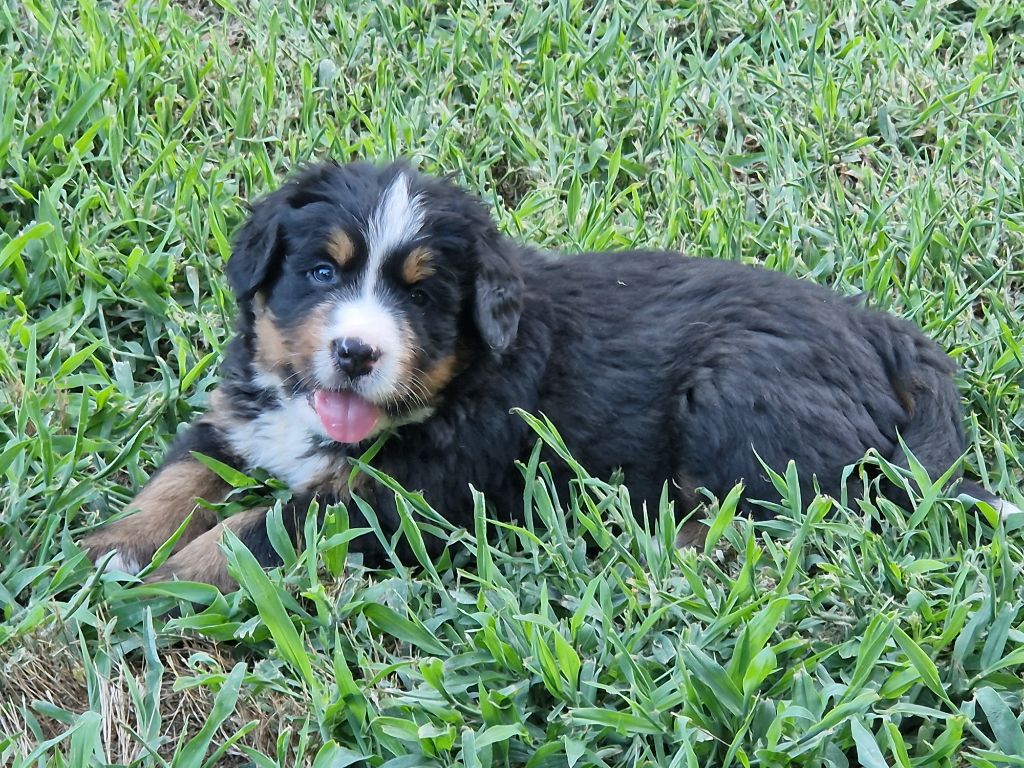 De La Coustille Ouest - Chiots disponibles - Bouvier Bernois