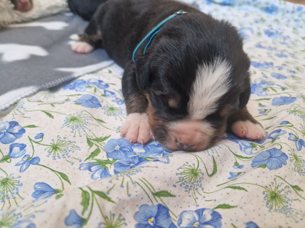 De La Coustille Ouest - Chiots disponibles - Bouvier Bernois