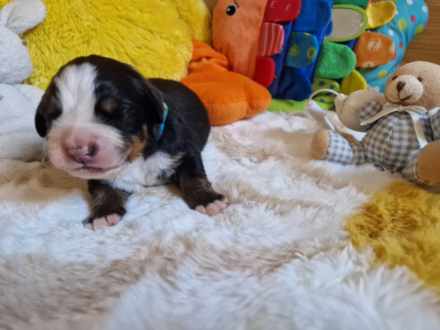De La Coustille Ouest - Chiots disponibles - Bouvier Bernois