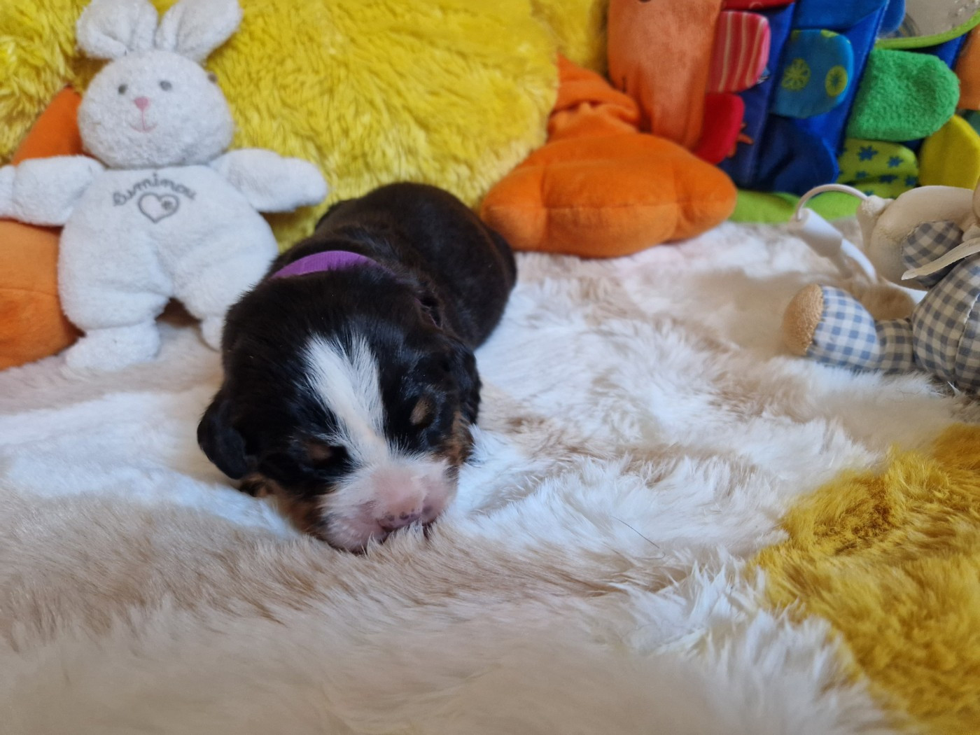 De La Coustille Ouest - Chiots disponibles - Bouvier Bernois
