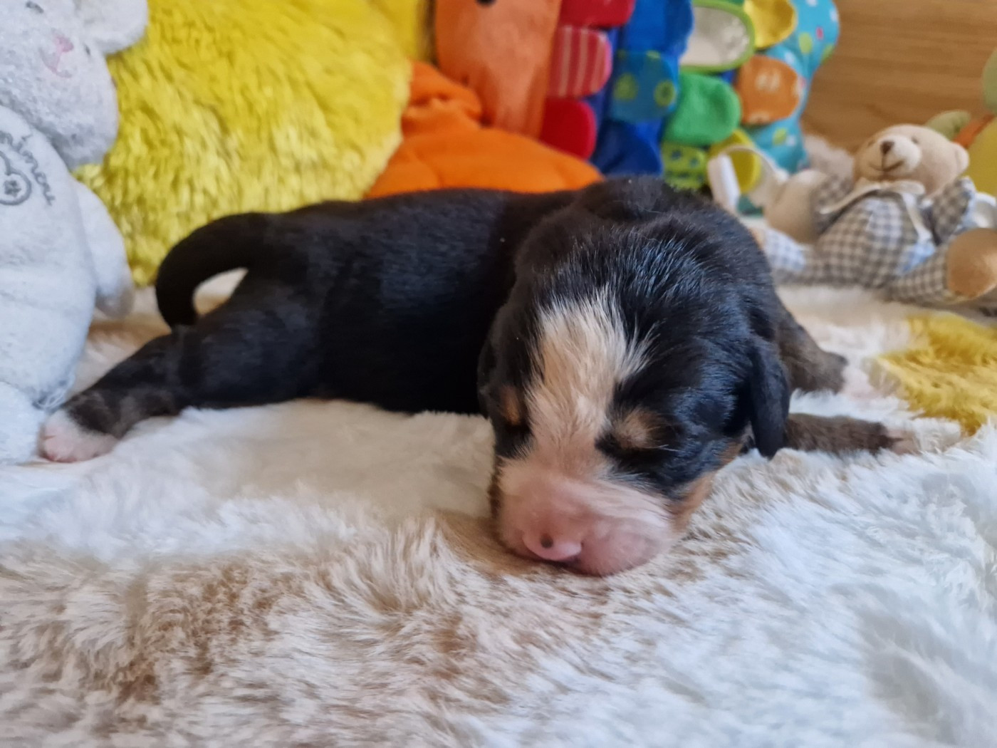 De La Coustille Ouest - Chiots disponibles - Bouvier Bernois