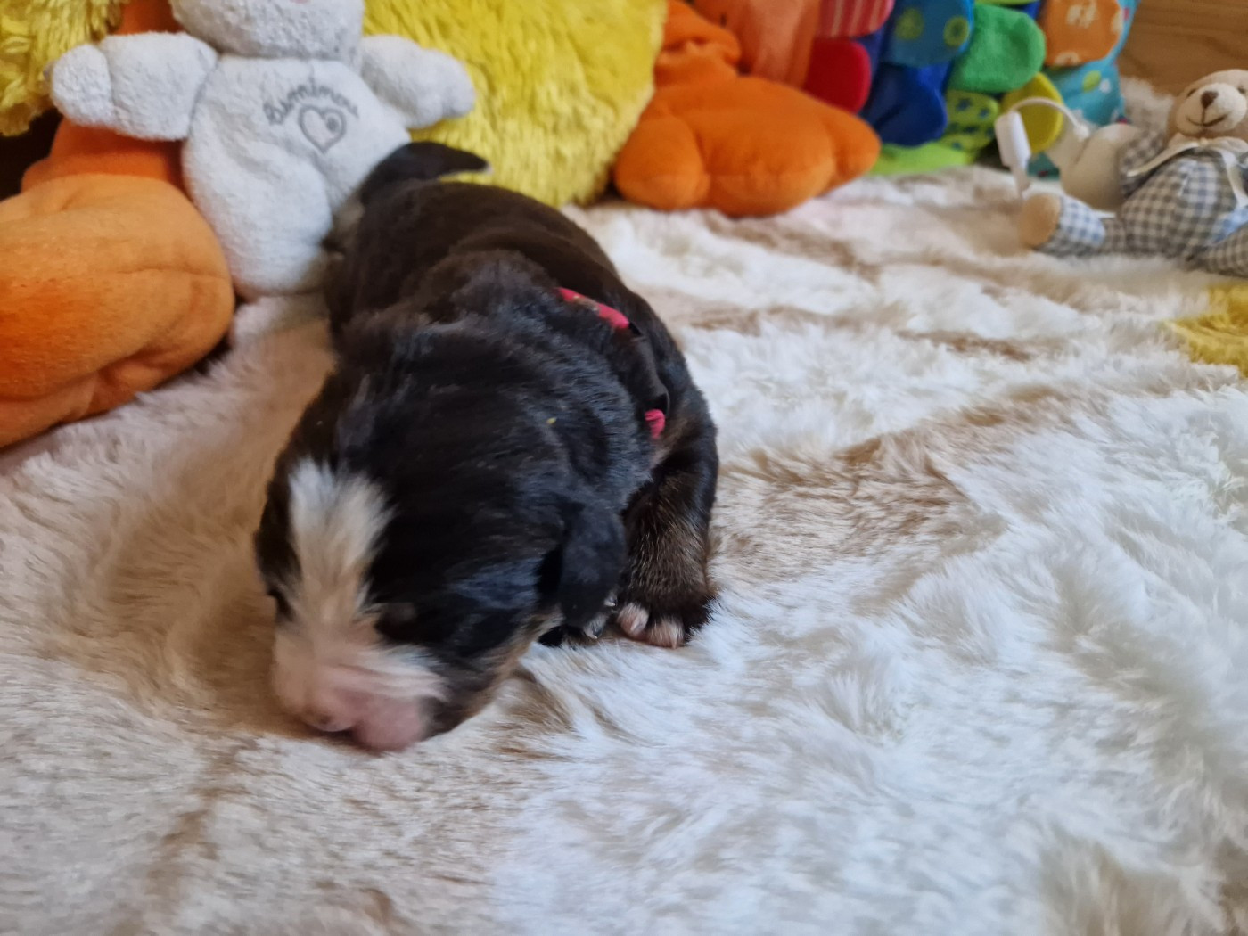 De La Coustille Ouest - Chiots disponibles - Bouvier Bernois