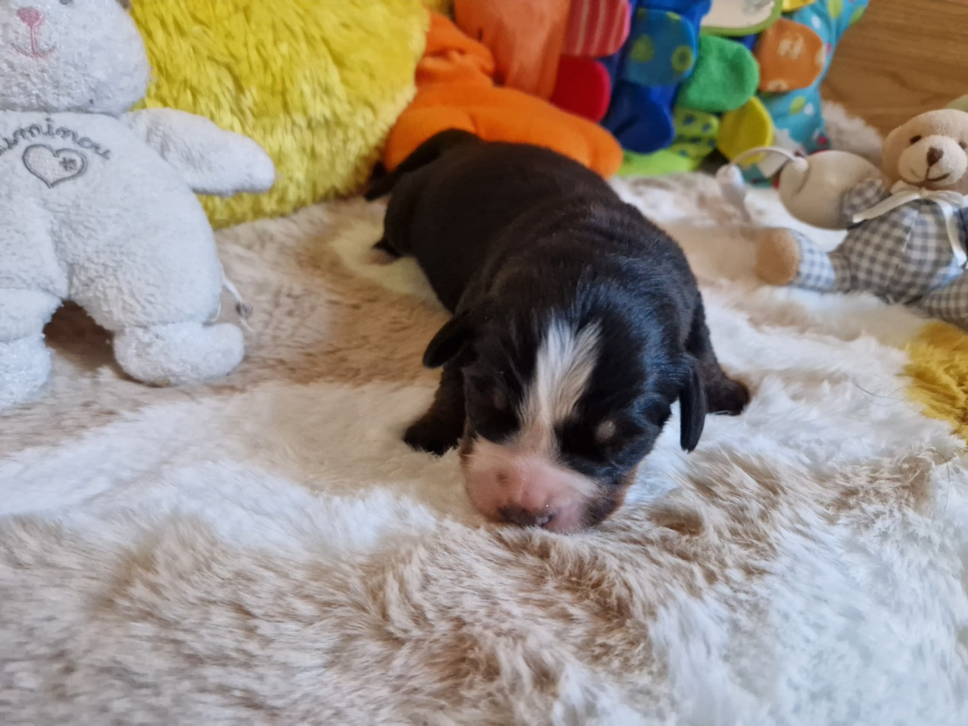 De La Coustille Ouest - Chiots disponibles - Bouvier Bernois