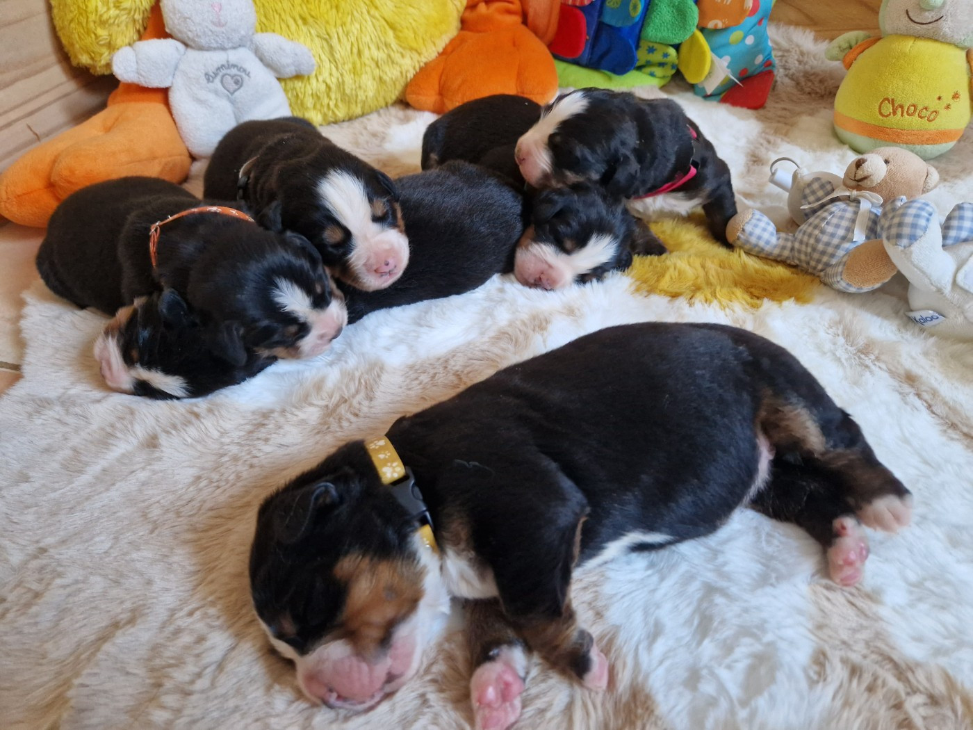 De La Coustille Ouest - Chiots disponibles - Bouvier Bernois