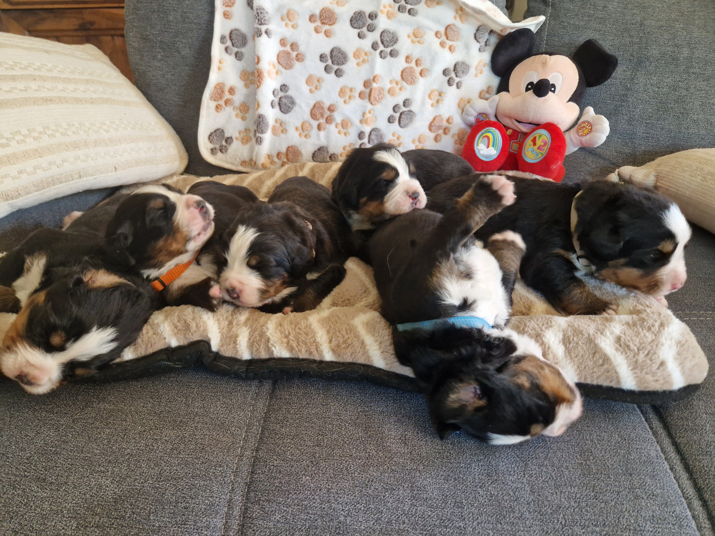 De La Coustille Ouest - Bouvier Bernois - Portée née le 01/04/2026