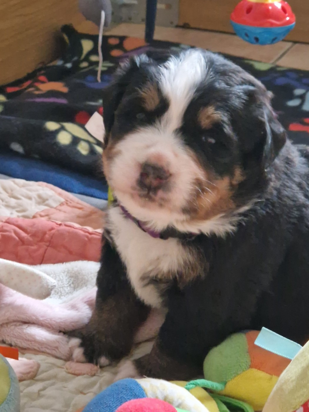 De La Coustille Ouest - Chiots disponibles - Bouvier Bernois