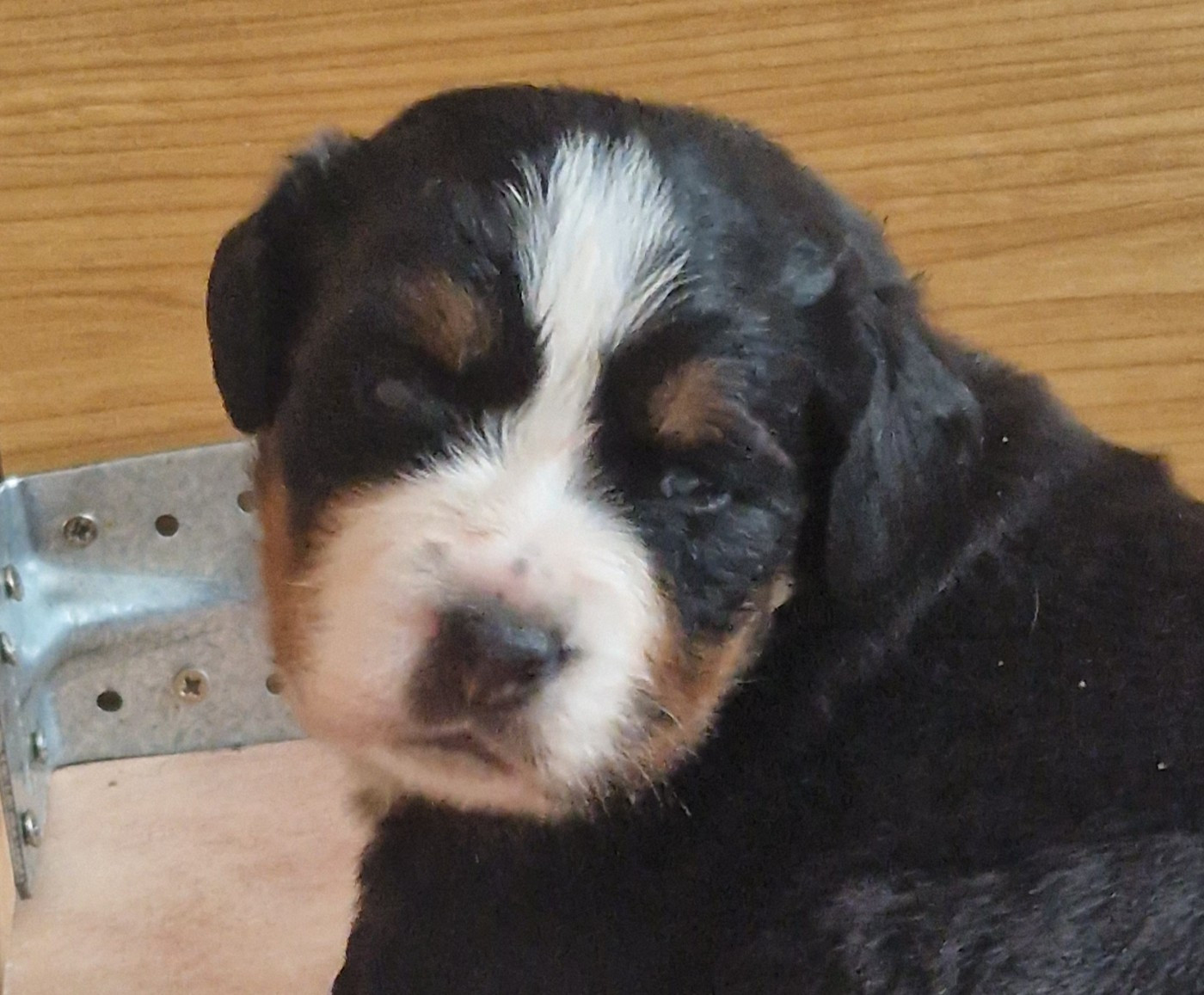 De La Coustille Ouest - Chiots disponibles - Bouvier Bernois