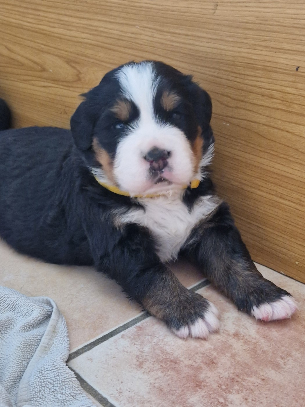 De La Coustille Ouest - Chiots disponibles - Bouvier Bernois