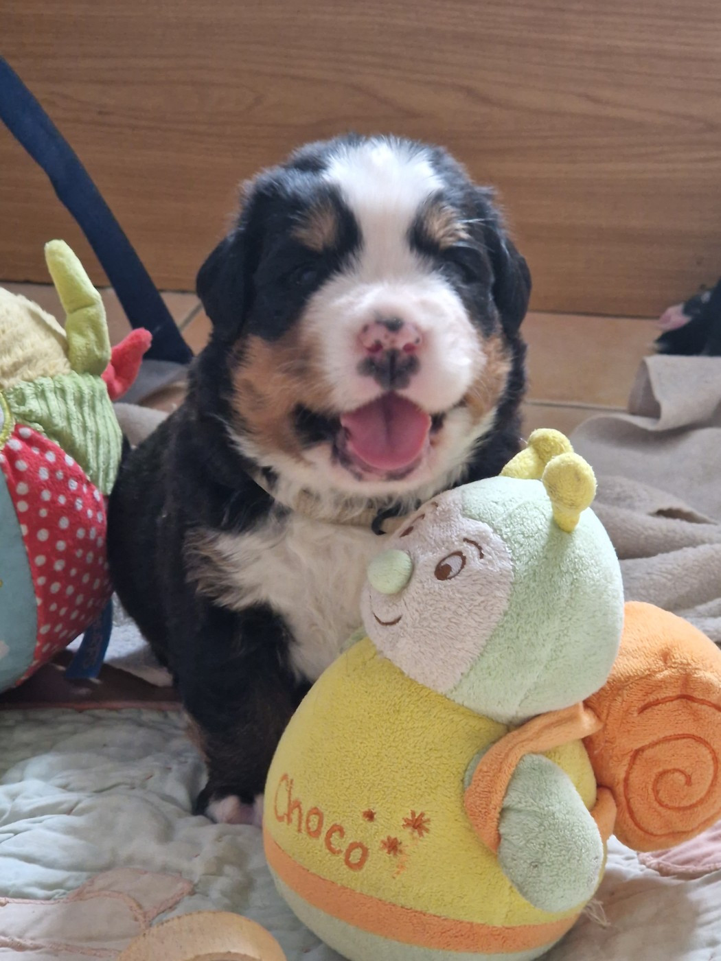 De La Coustille Ouest - Chiots disponibles - Bouvier Bernois