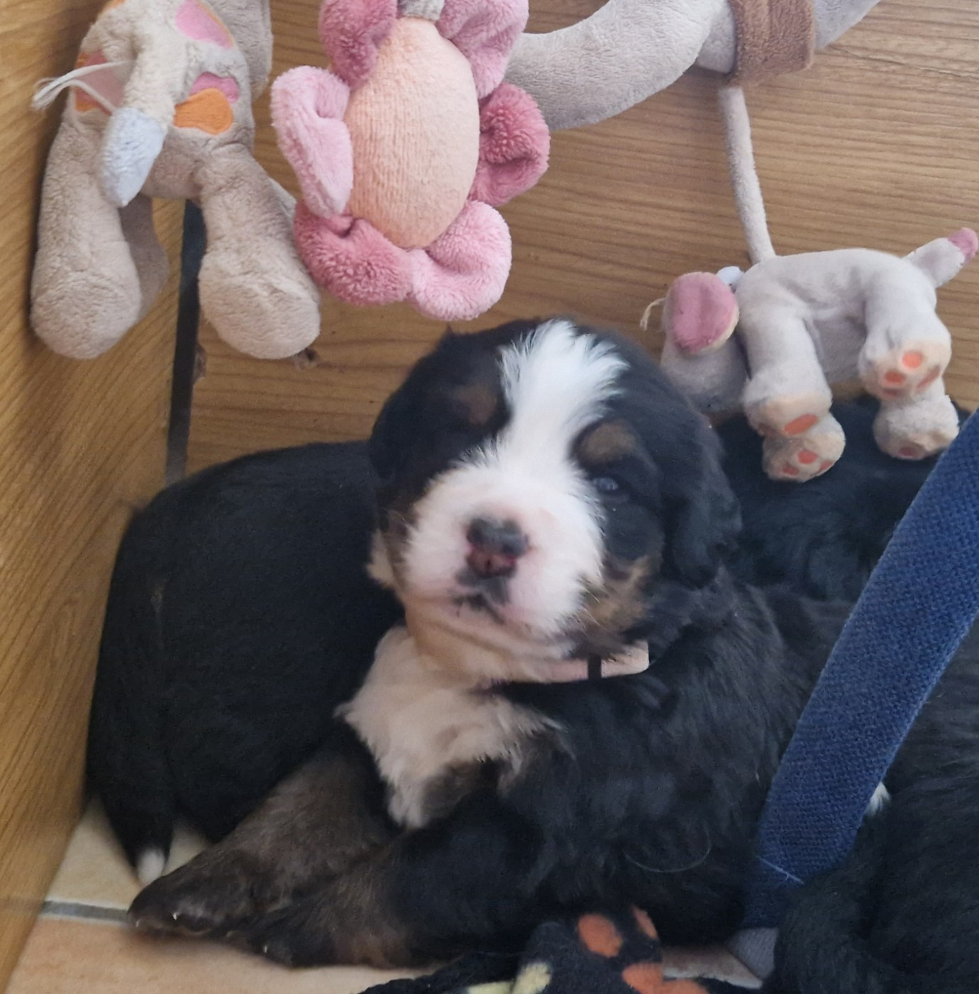 De La Coustille Ouest - Chiots disponibles - Bouvier Bernois