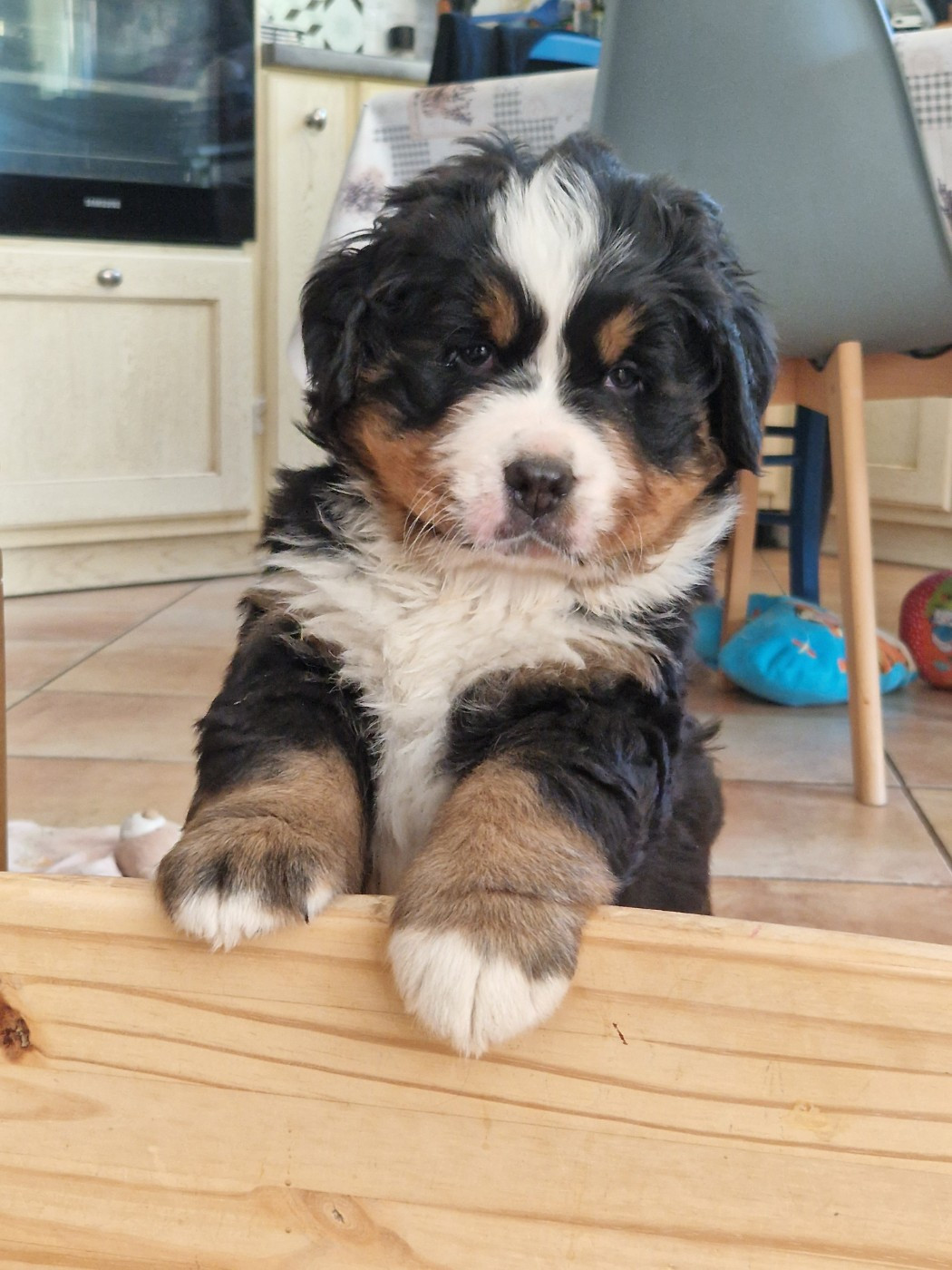 De La Coustille Ouest - Chiots disponibles - Bouvier Bernois