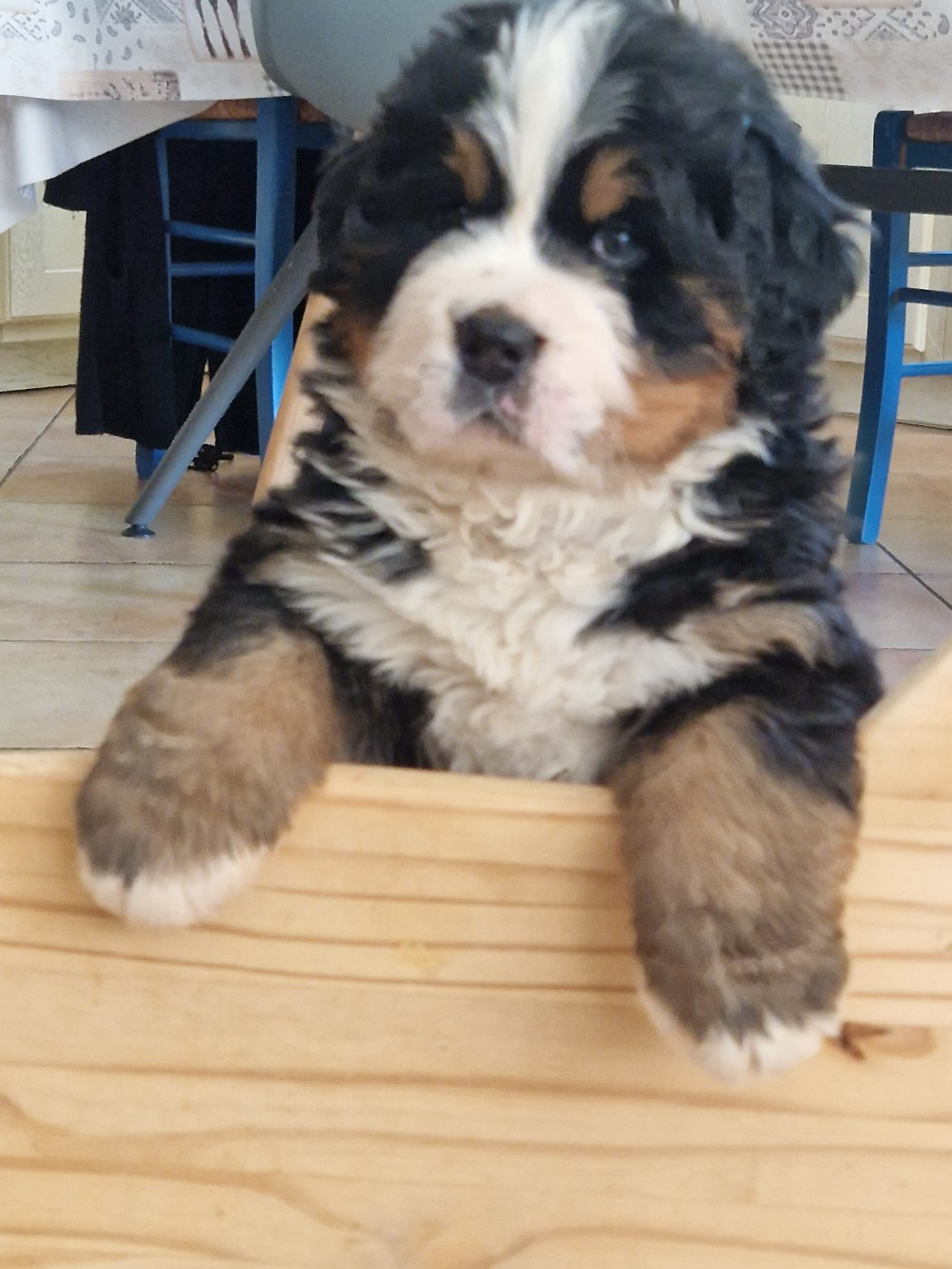 De La Coustille Ouest - Chiots disponibles - Bouvier Bernois