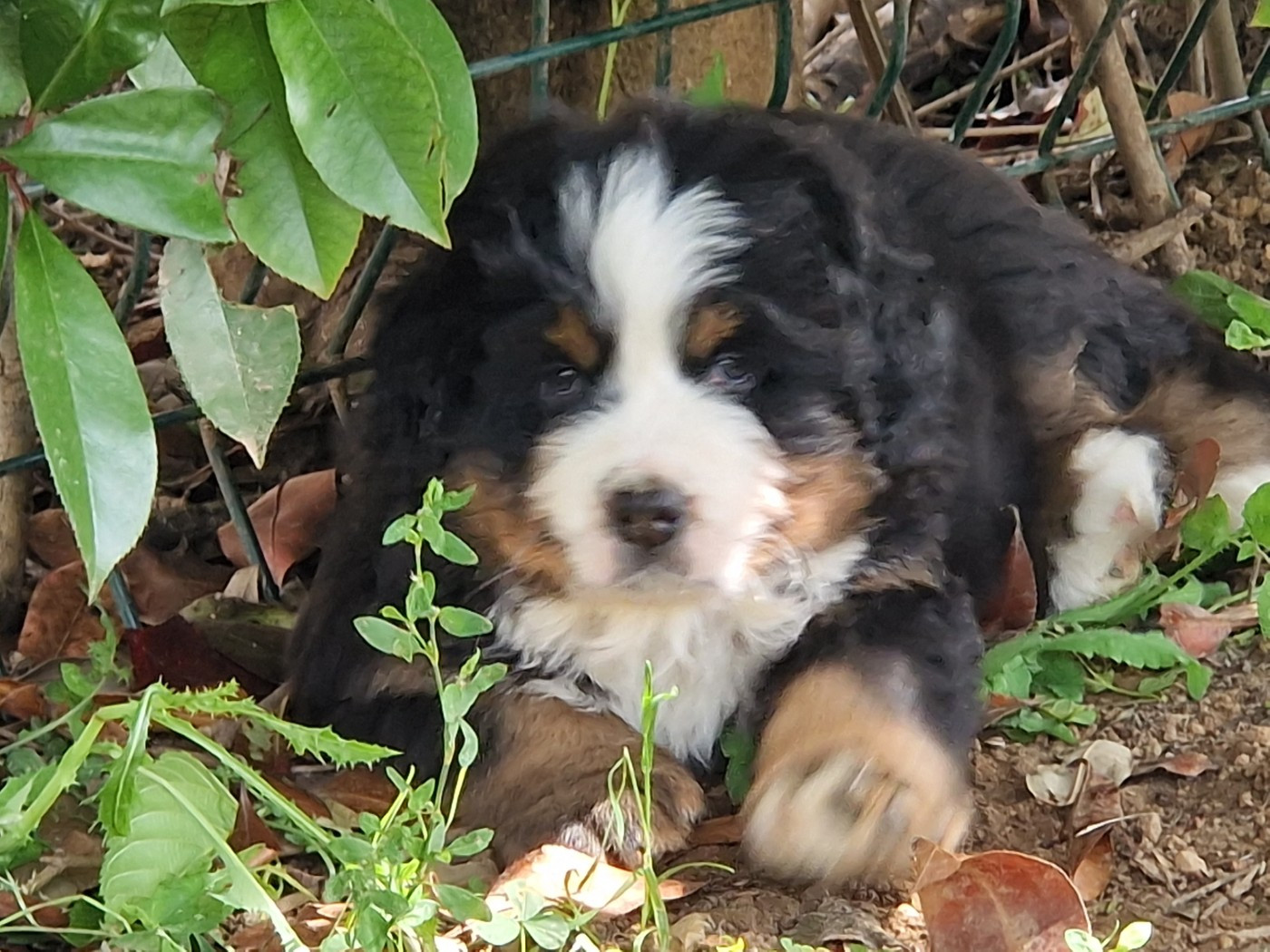 De La Coustille Ouest - Chiots disponibles - Bouvier Bernois