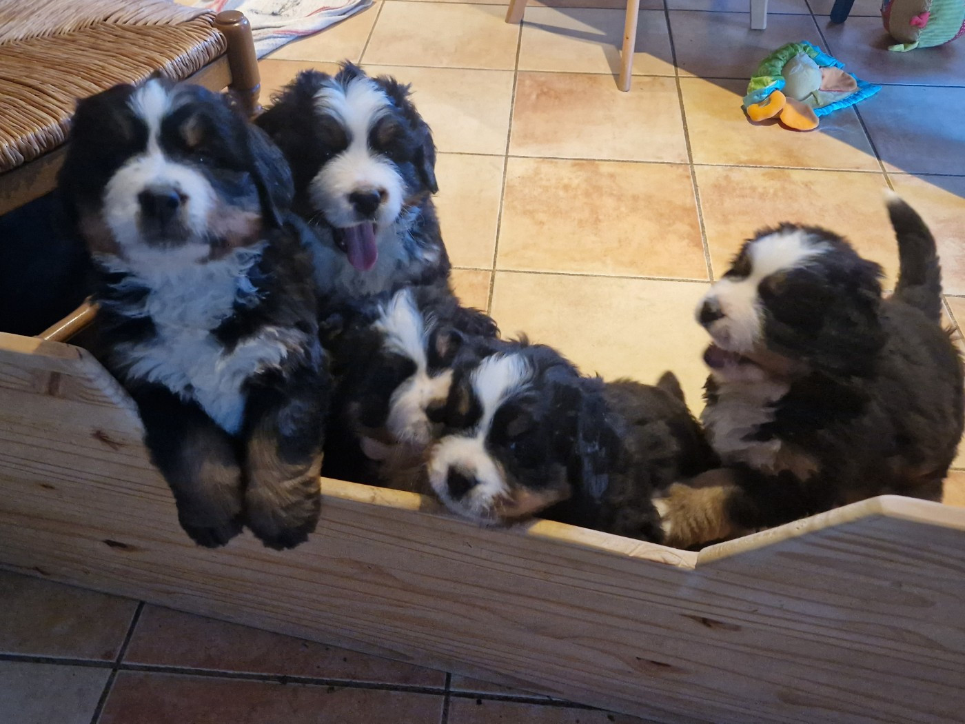Chiot Bouvier Bernois De La Coustille Ouest