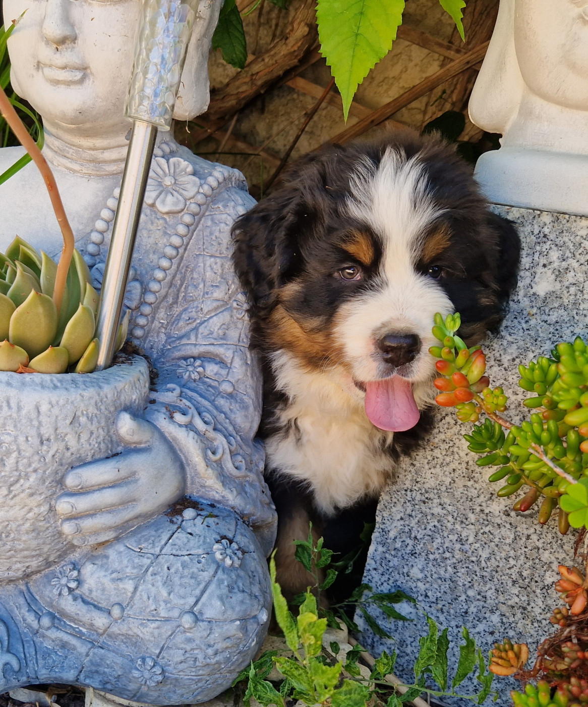 De La Coustille Ouest - Chiots disponibles - Bouvier Bernois