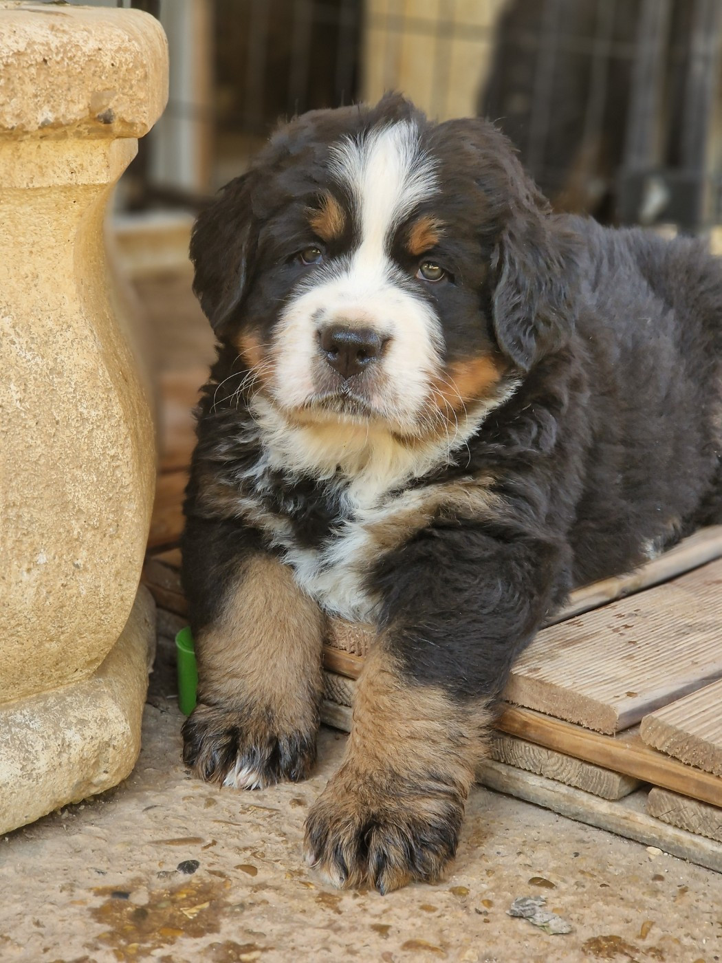 De La Coustille Ouest - Chiots disponibles - Bouvier Bernois