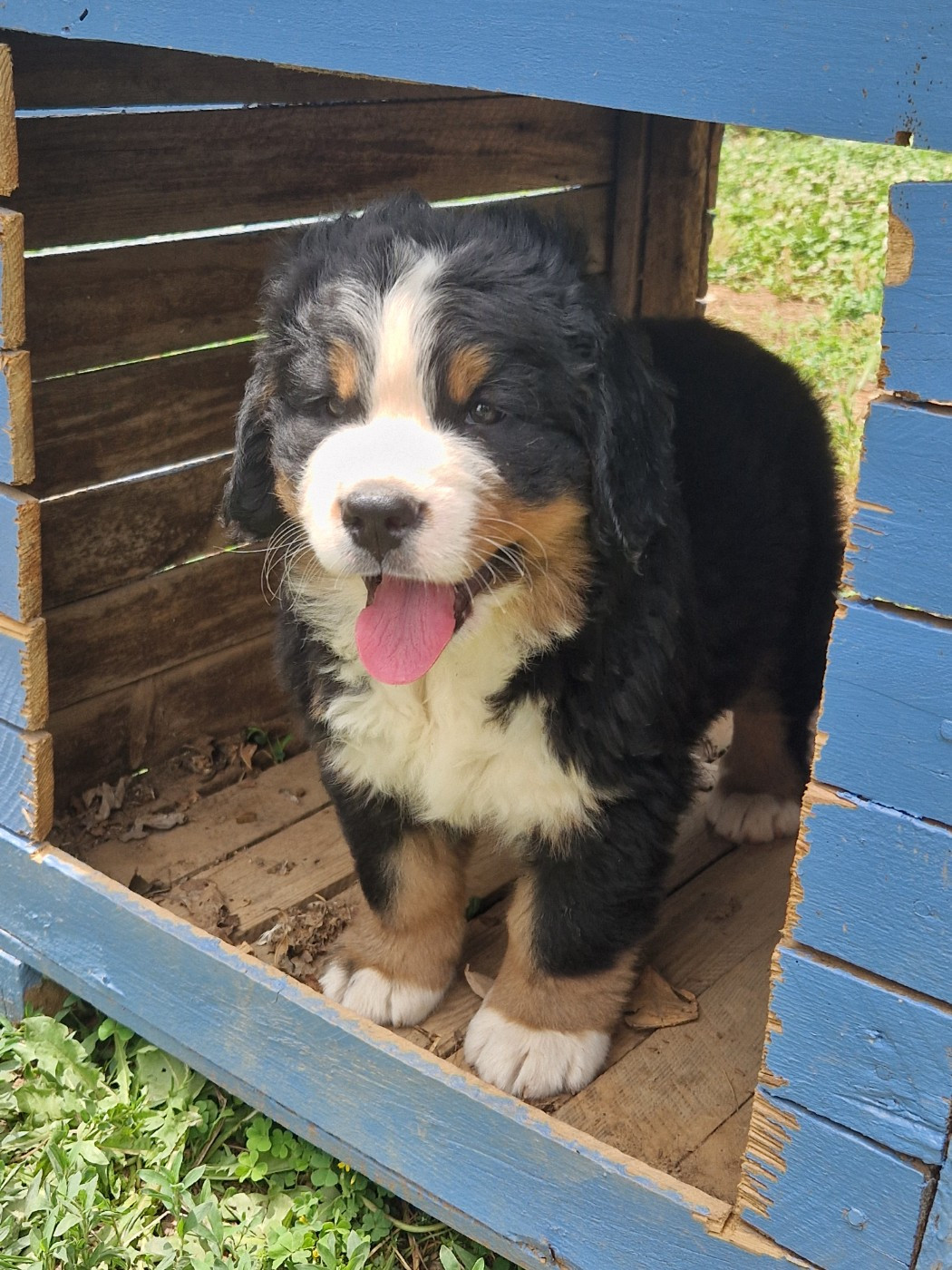 De La Coustille Ouest - Chiots disponibles - Bouvier Bernois