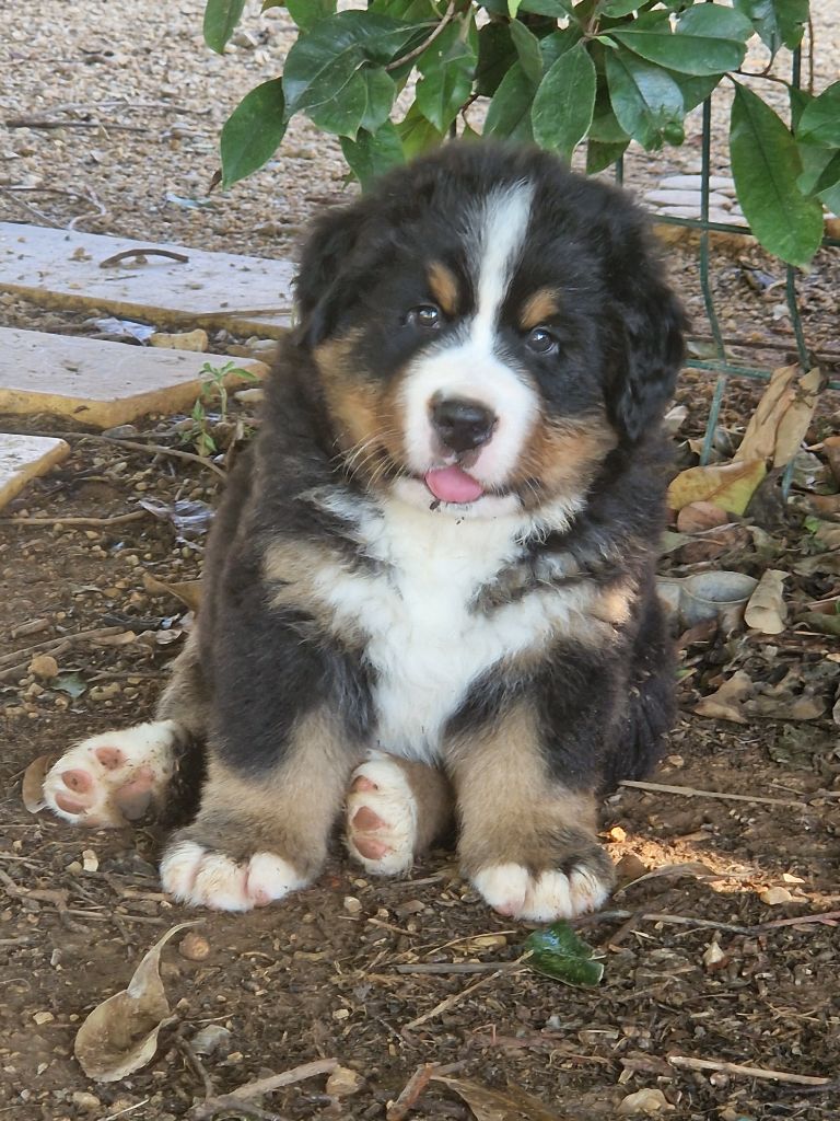 De La Coustille Ouest - Chiots disponibles - Bouvier Bernois