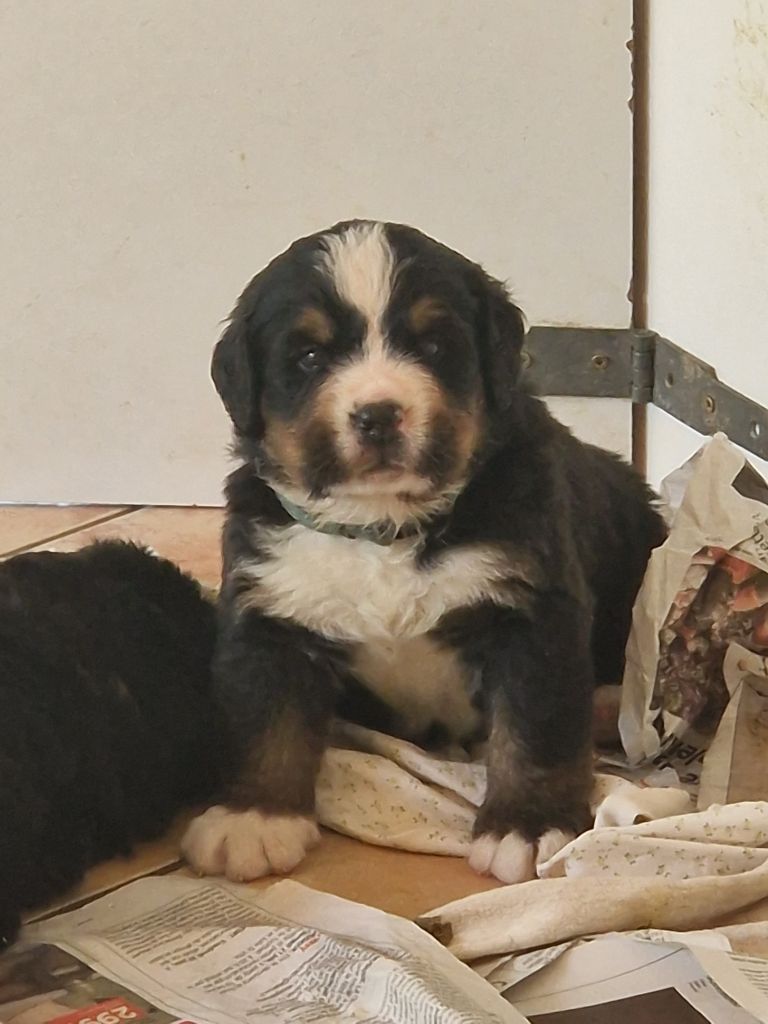 De La Coustille Ouest - Chiots disponibles - Bouvier Bernois