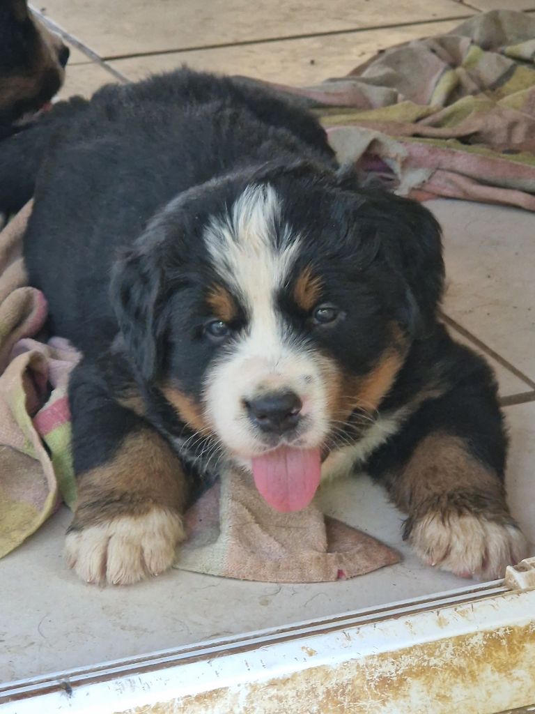 De La Coustille Ouest - Chiots disponibles - Bouvier Bernois