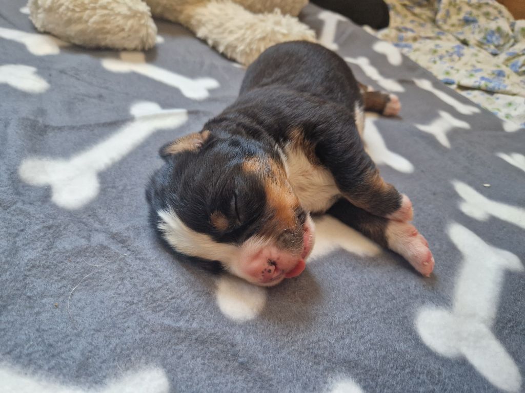 De La Coustille Ouest - Chiots disponibles - Bouvier Bernois