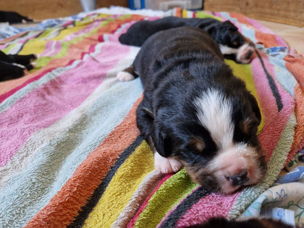 De La Coustille Ouest - Chiots disponibles - Bouvier Bernois