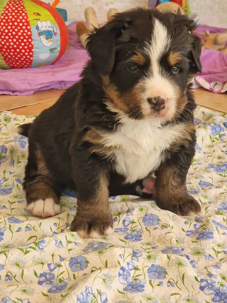 De La Coustille Ouest - Chiots disponibles - Bouvier Bernois