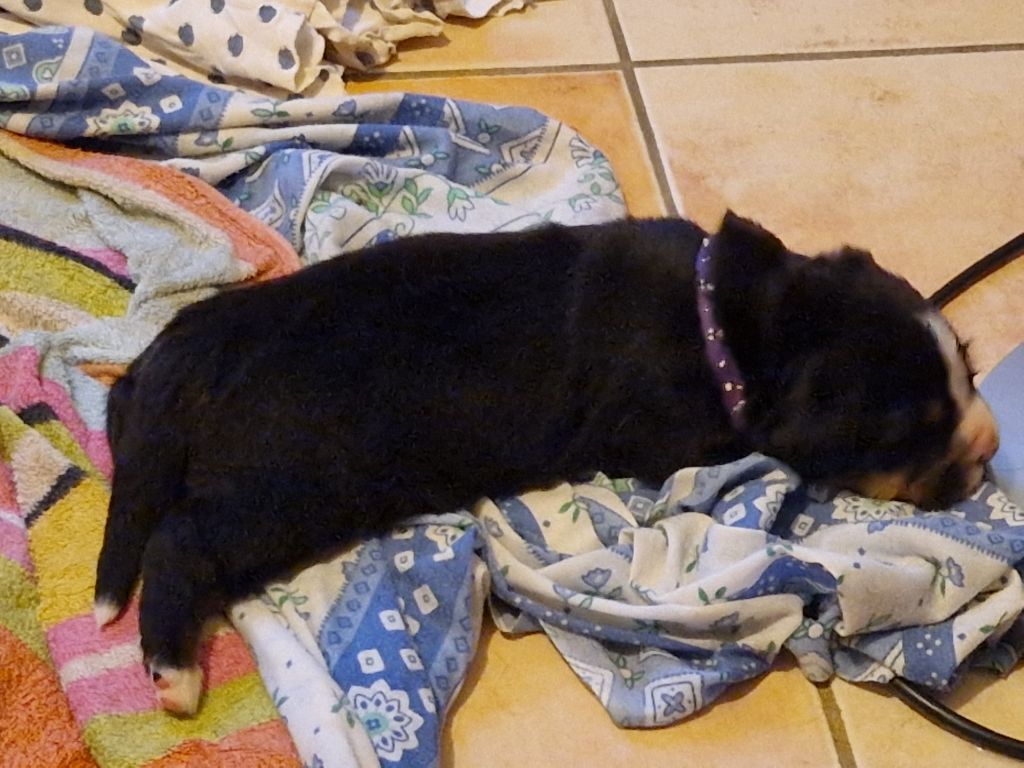 De La Coustille Ouest - Chiots disponibles - Bouvier Bernois