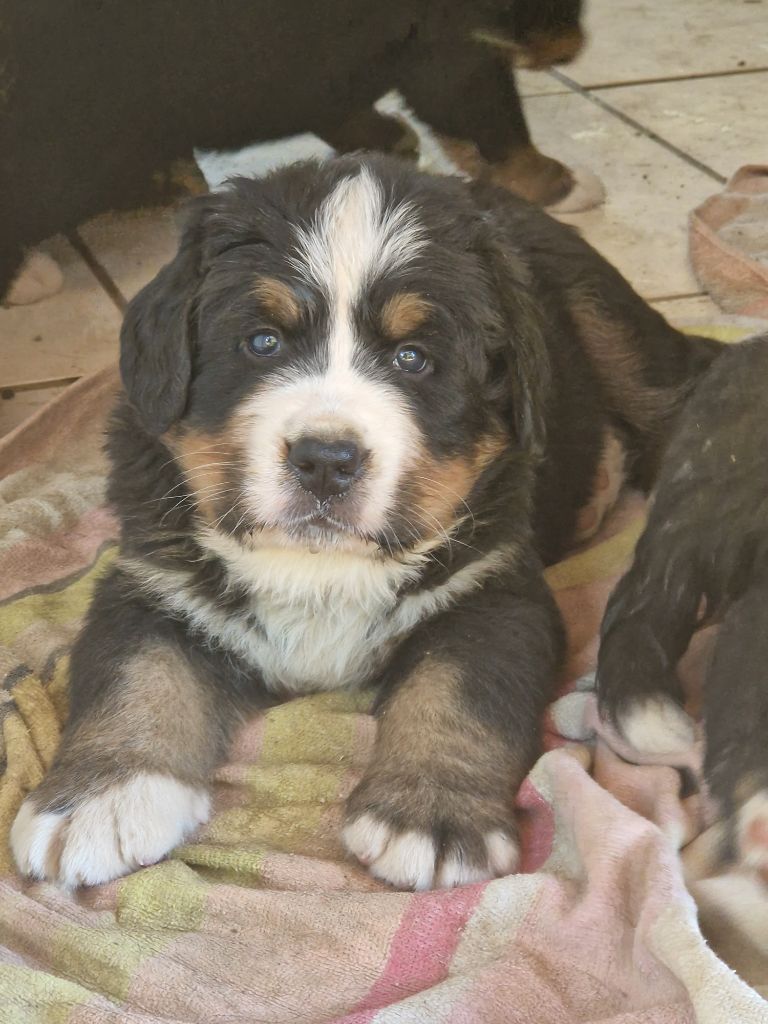 De La Coustille Ouest - Chiots disponibles - Bouvier Bernois