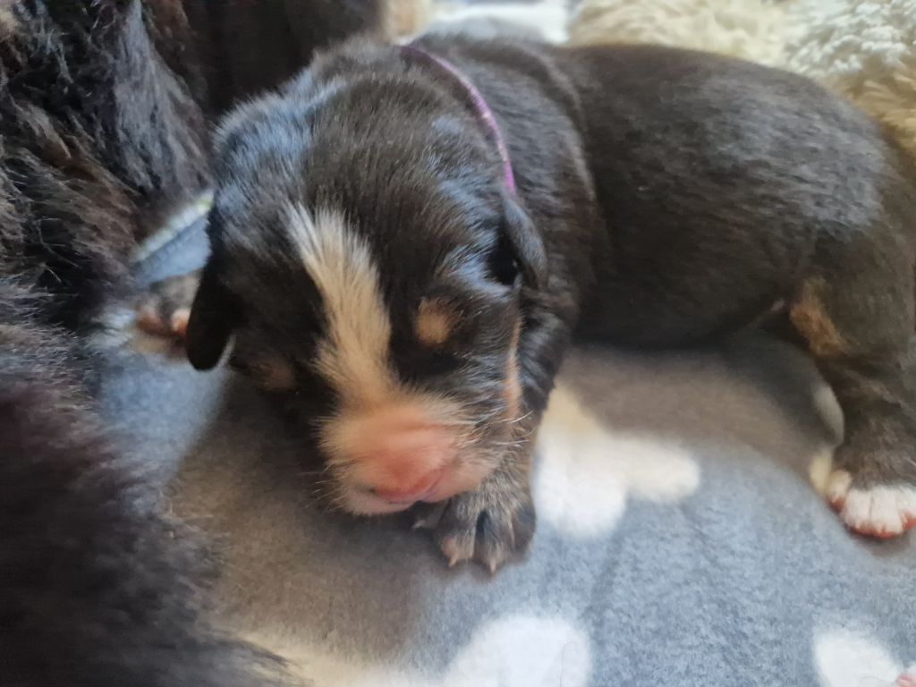 De La Coustille Ouest - Chiots disponibles - Bouvier Bernois