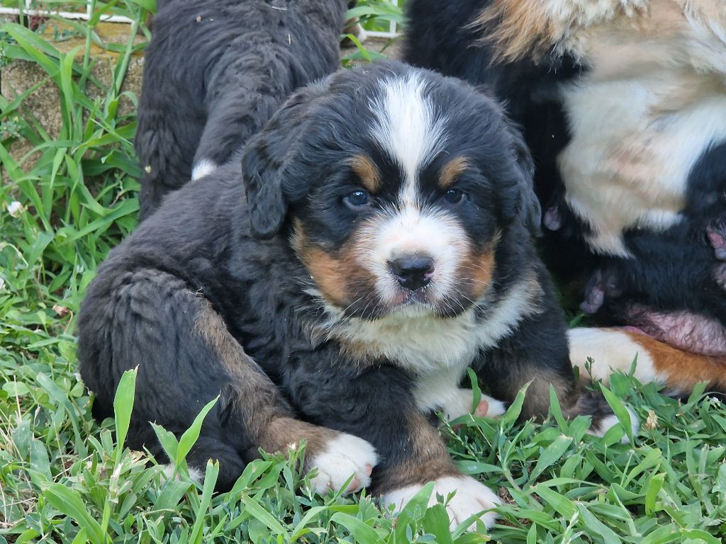 De La Coustille Ouest - Chiots disponibles - Bouvier Bernois