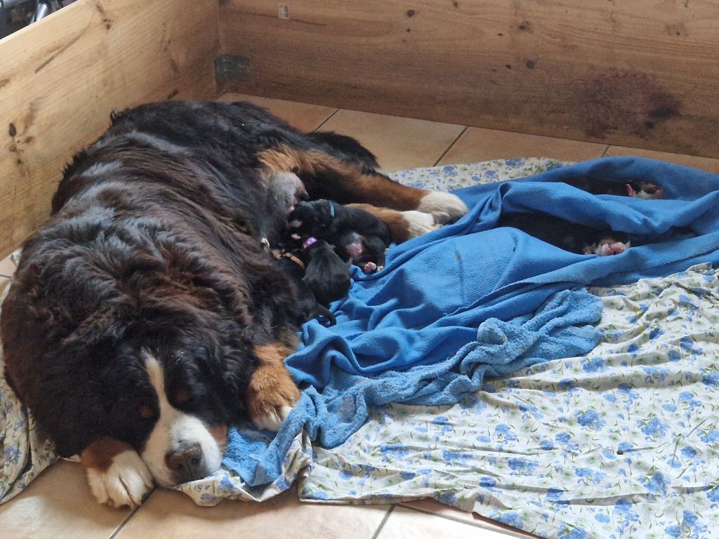 Chiot Bouvier Bernois De La Coustille Ouest