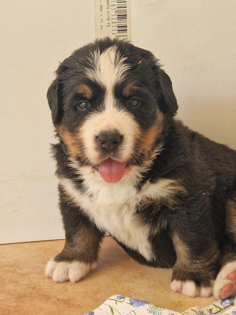 De La Coustille Ouest - Chiots disponibles - Bouvier Bernois