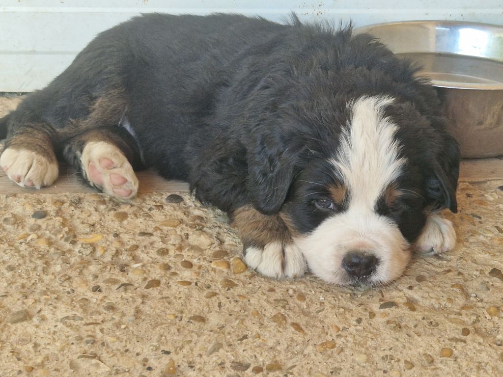 De La Coustille Ouest - Chiots disponibles - Bouvier Bernois