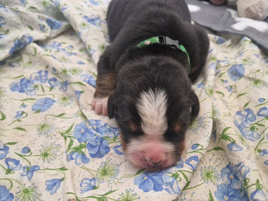 De La Coustille Ouest - Chiots disponibles - Bouvier Bernois