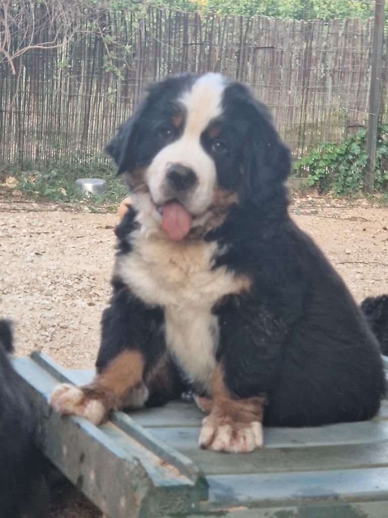 De La Coustille Ouest - Chiots disponibles - Bouvier Bernois
