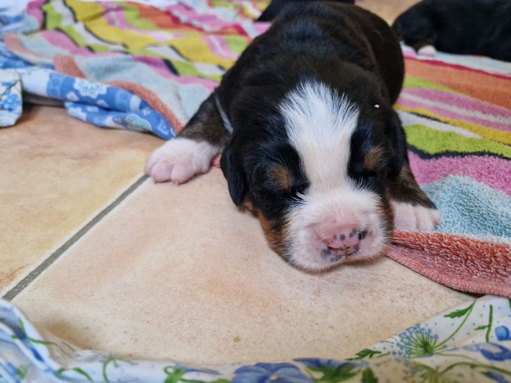 De La Coustille Ouest - Chiots disponibles - Bouvier Bernois